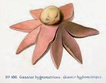 Astraeus hygrometicus