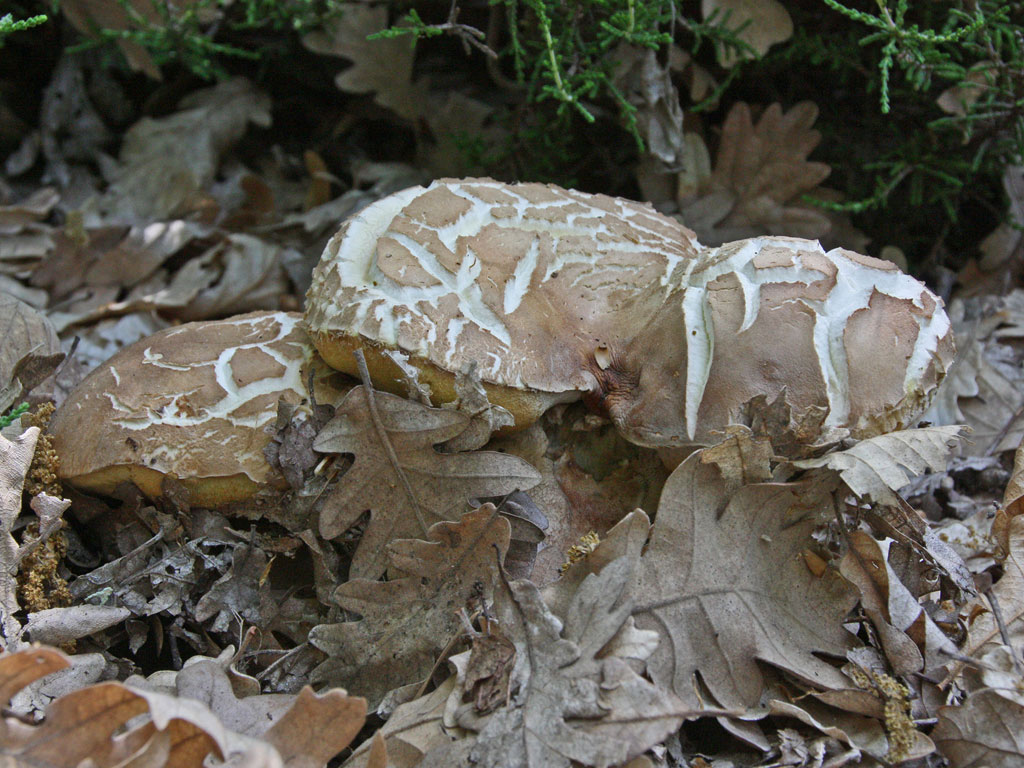 Boletus reticulatus