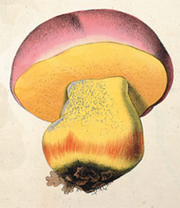 Ilustracin de Boletus regius