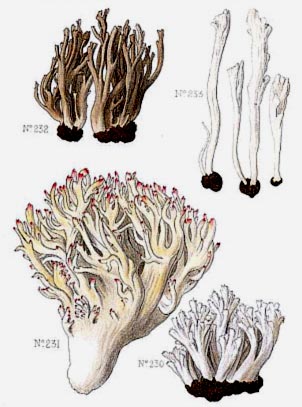 Clavaria cristata, Clavaria botrytis, Clavaria cinerea y Clavaria rugosa