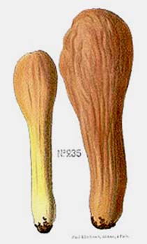 Clavariadelphus pistillaris