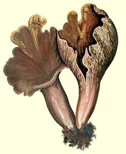 Craterellus Clavatus