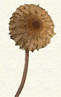 Crinipellis picaceae