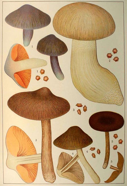 E.madidum,E.lividum, E.prophyrophaeum, E.turbidum y  E.sericeum 