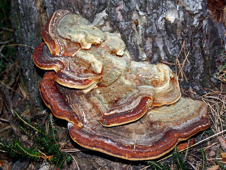 Fomitopsis pinicola