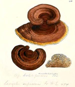 Gloeophyllum