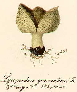 Lycoperdon perlatum