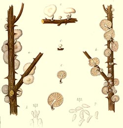 Marasmiellus albuscortis