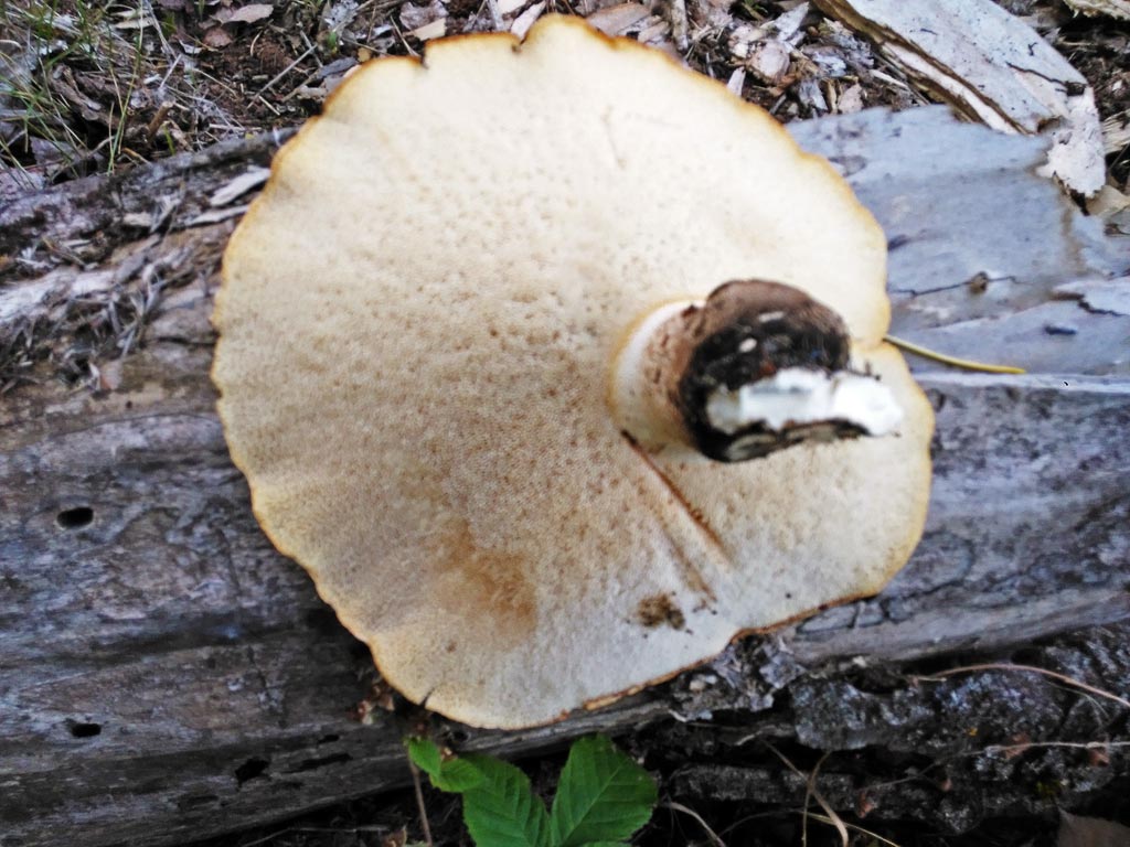 Polyporus squamosus