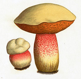 Rubroboletus lupinus