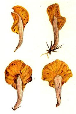 Spathularia flavida