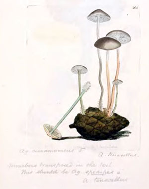 Strobilurus tenacellus